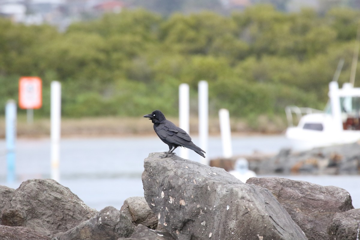 Australian Raven - ML493565641