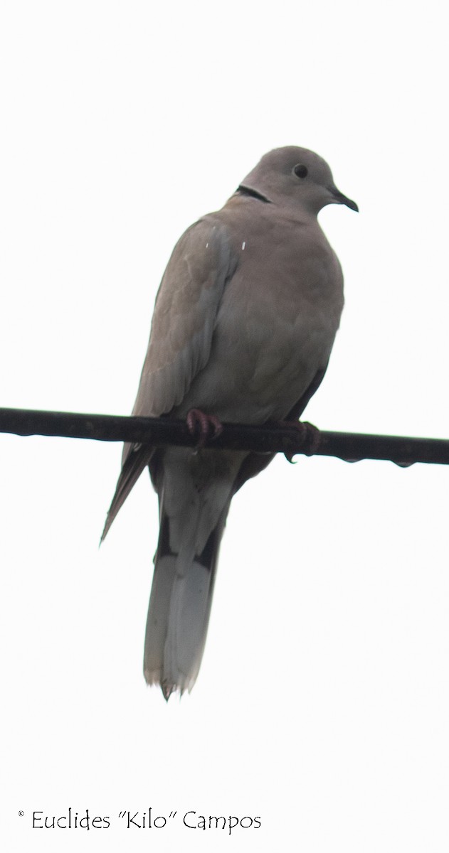 Eurasian Collared-Dove - Euclides "Kilo" Campos