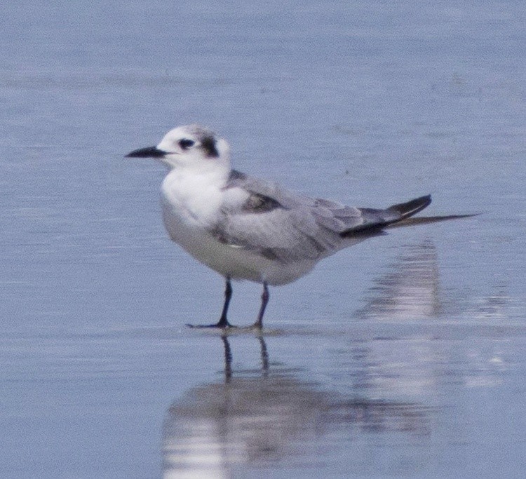 White-winged Tern - ML493597041
