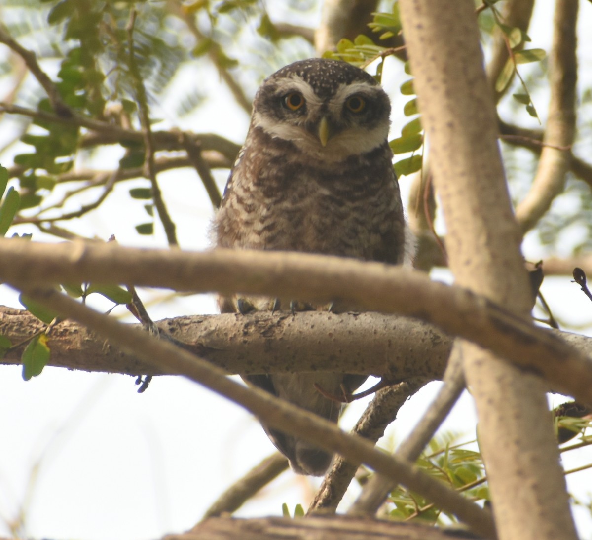 Spotted Owlet - ML493607161