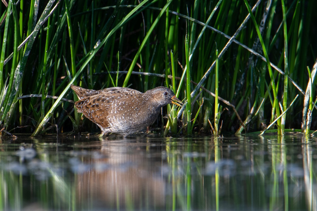 Spotted Crake - ML493608601