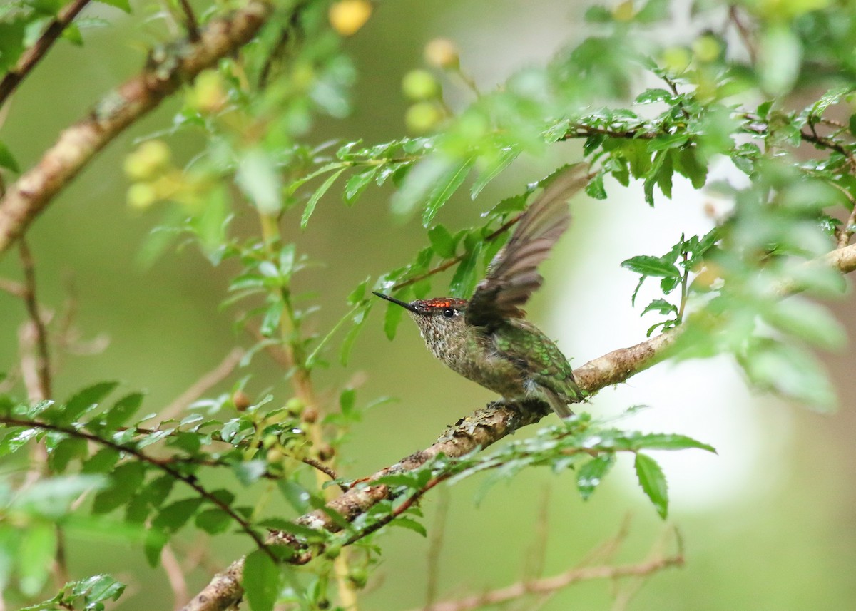Green-backed Firecrown - ML49361021