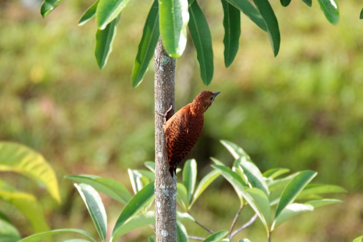 Rufous Woodpecker - Fadzrun A.
