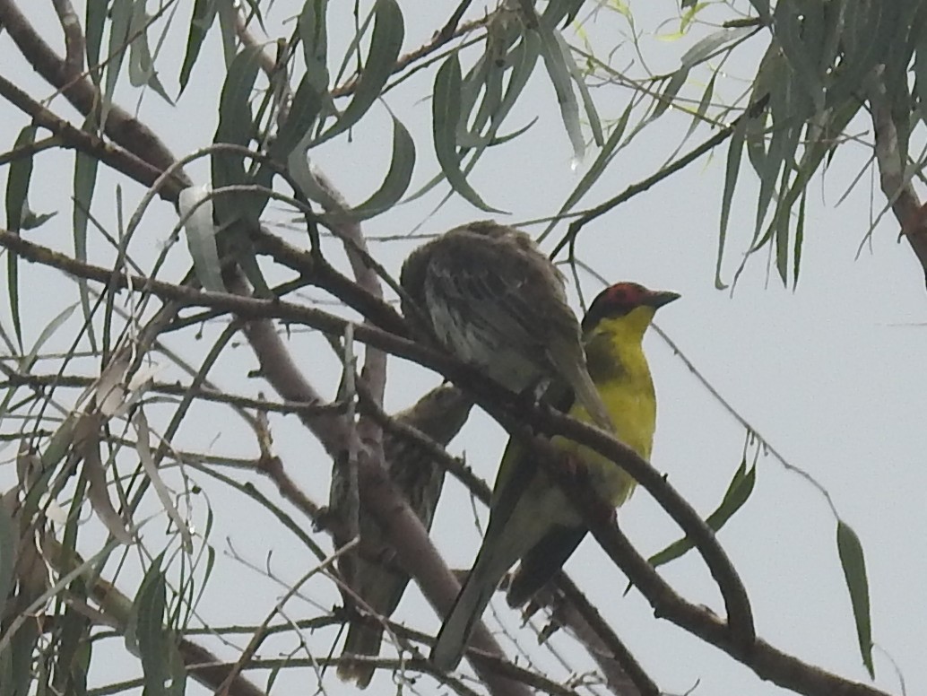 Australasian Figbird - ML493615821