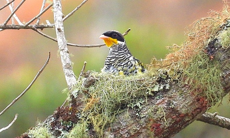 Swallow-tailed Cotinga - Luis Urueña - Manakin Nature Tours