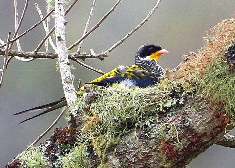 Swallow-tailed Cotinga - ML493623631