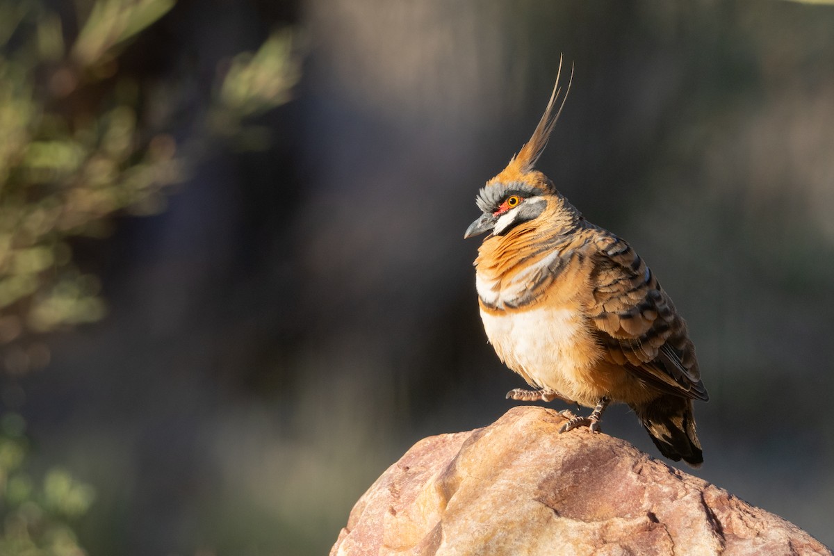 Spinifex Pigeon - ML493629901