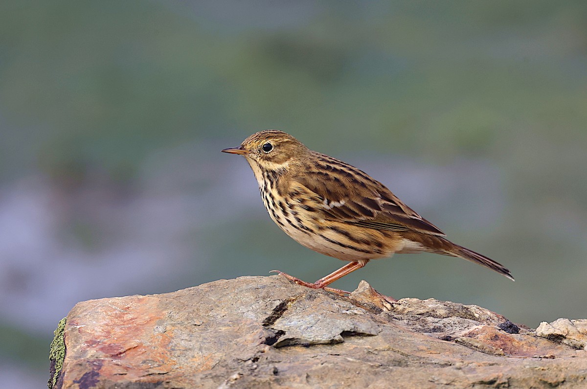 Meadow Pipit - ML493630701