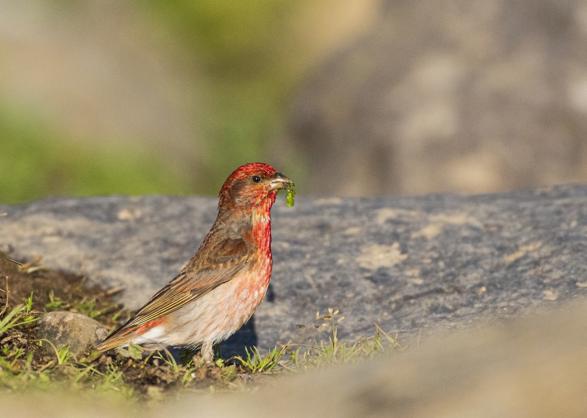 Common Rosefinch - Waseem Bhat