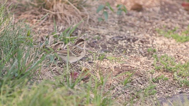 Clay-colored Sparrow - ML493631341