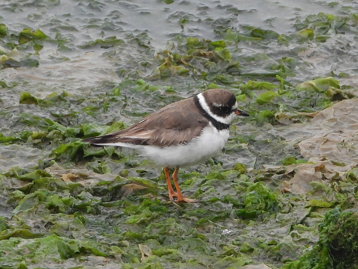 Semipalmated Plover - ML493634521