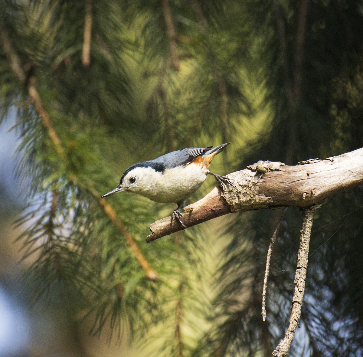 White-cheeked Nuthatch - ML493634921