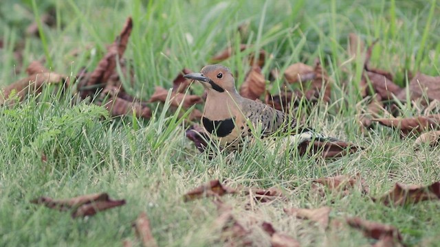 Northern Flicker (Yellow-shafted) - ML493636521