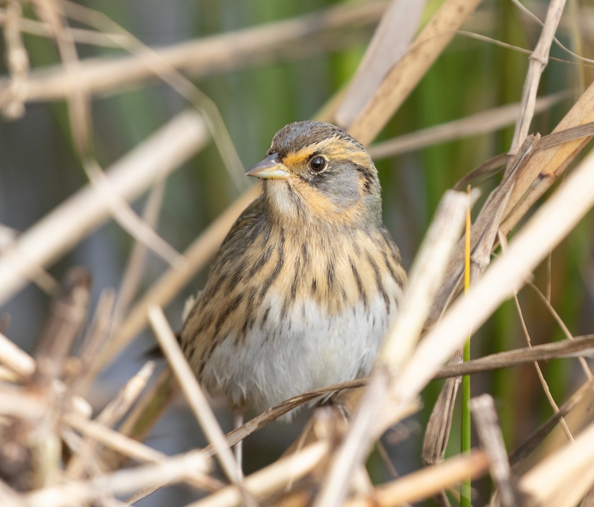 eBird Checklist - 5 Oct 2022 - Ocean Drive--Two Mile Landing - 28 ...
