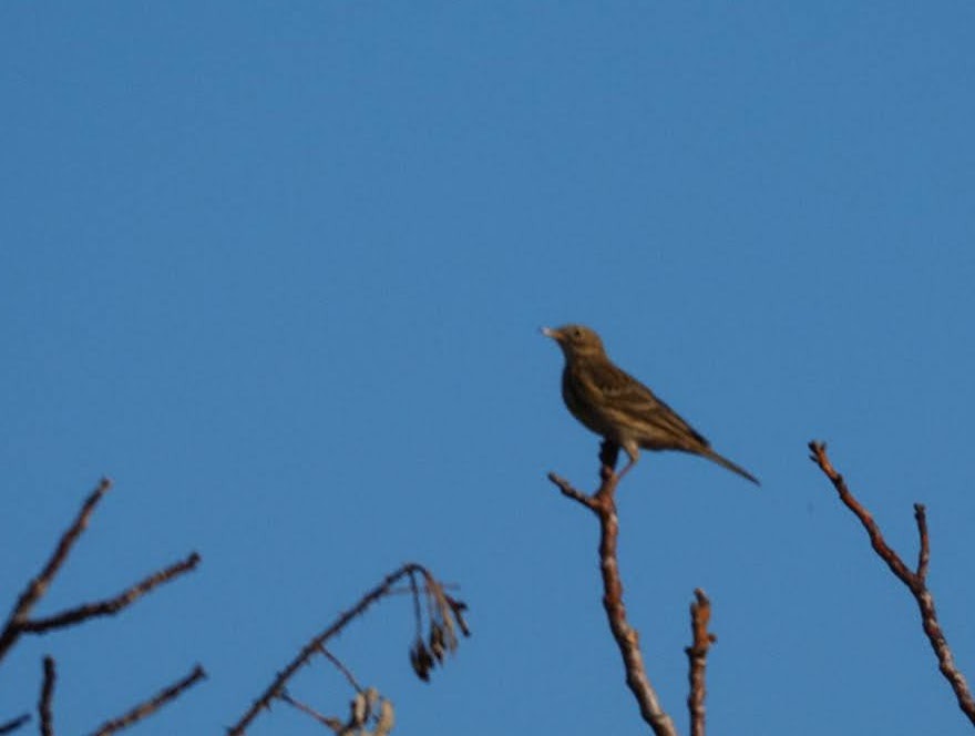 Meadow Pipit - ML493643061