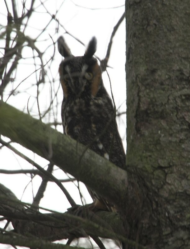 Long-eared Owl - William Hull