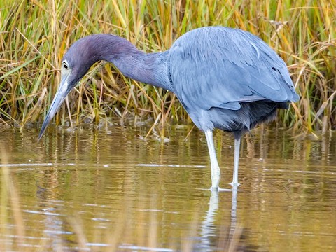 Little Blue Heron - Roger Horn