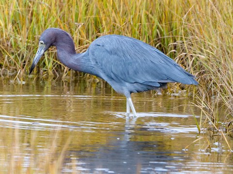 Little Blue Heron - Roger Horn