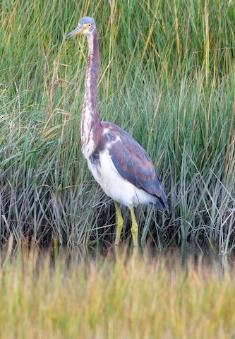 Tricolored Heron - Roger Horn