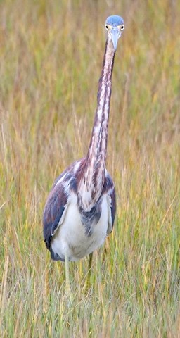 Tricolored Heron - Roger Horn