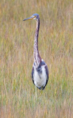 Tricolored Heron - Roger Horn