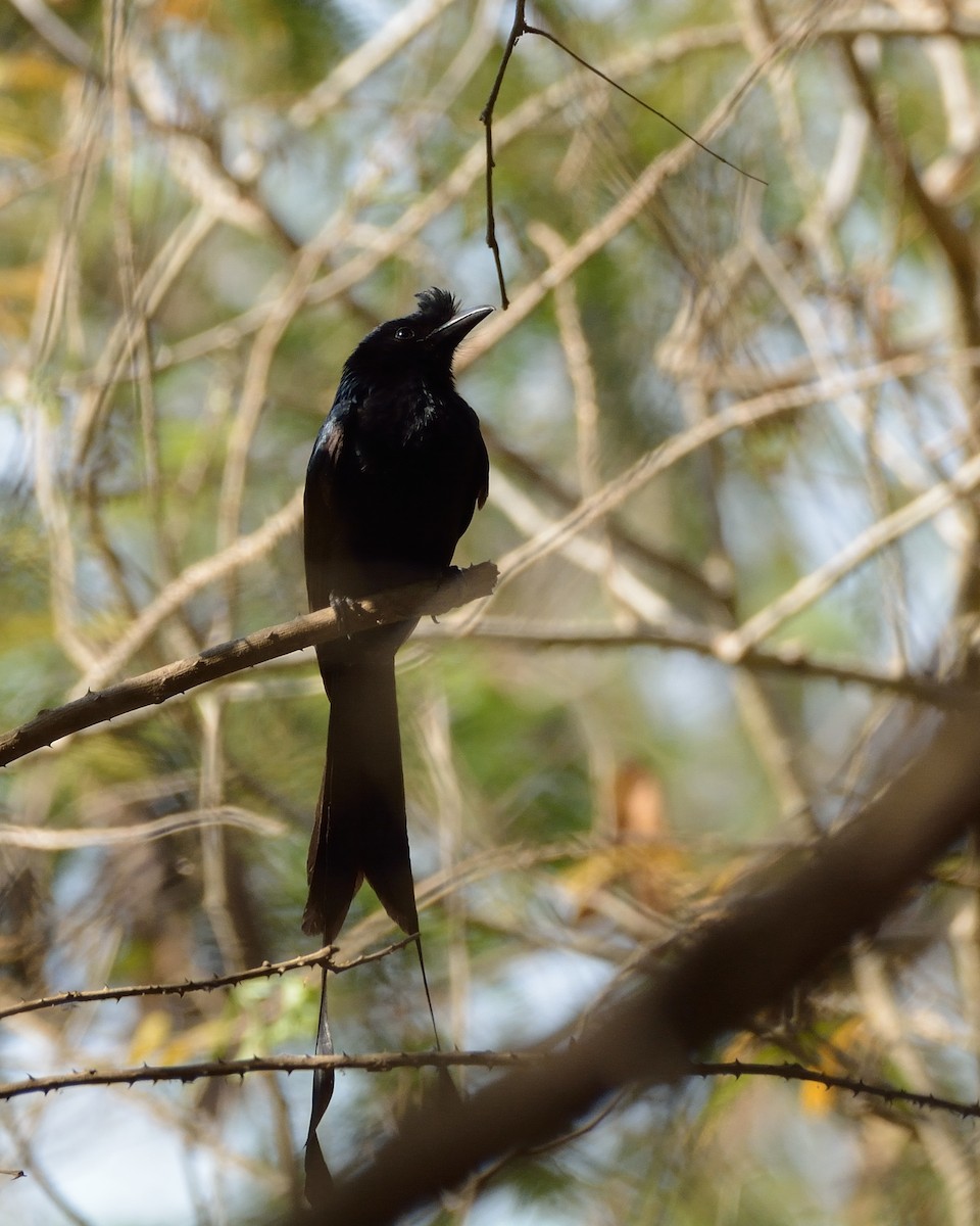 Greater Racket-tailed Drongo - ML49365061