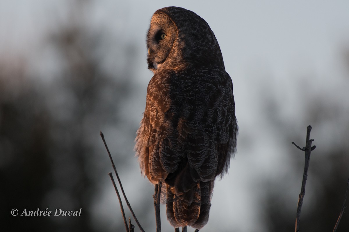 Great Gray Owl - Andrée Duval