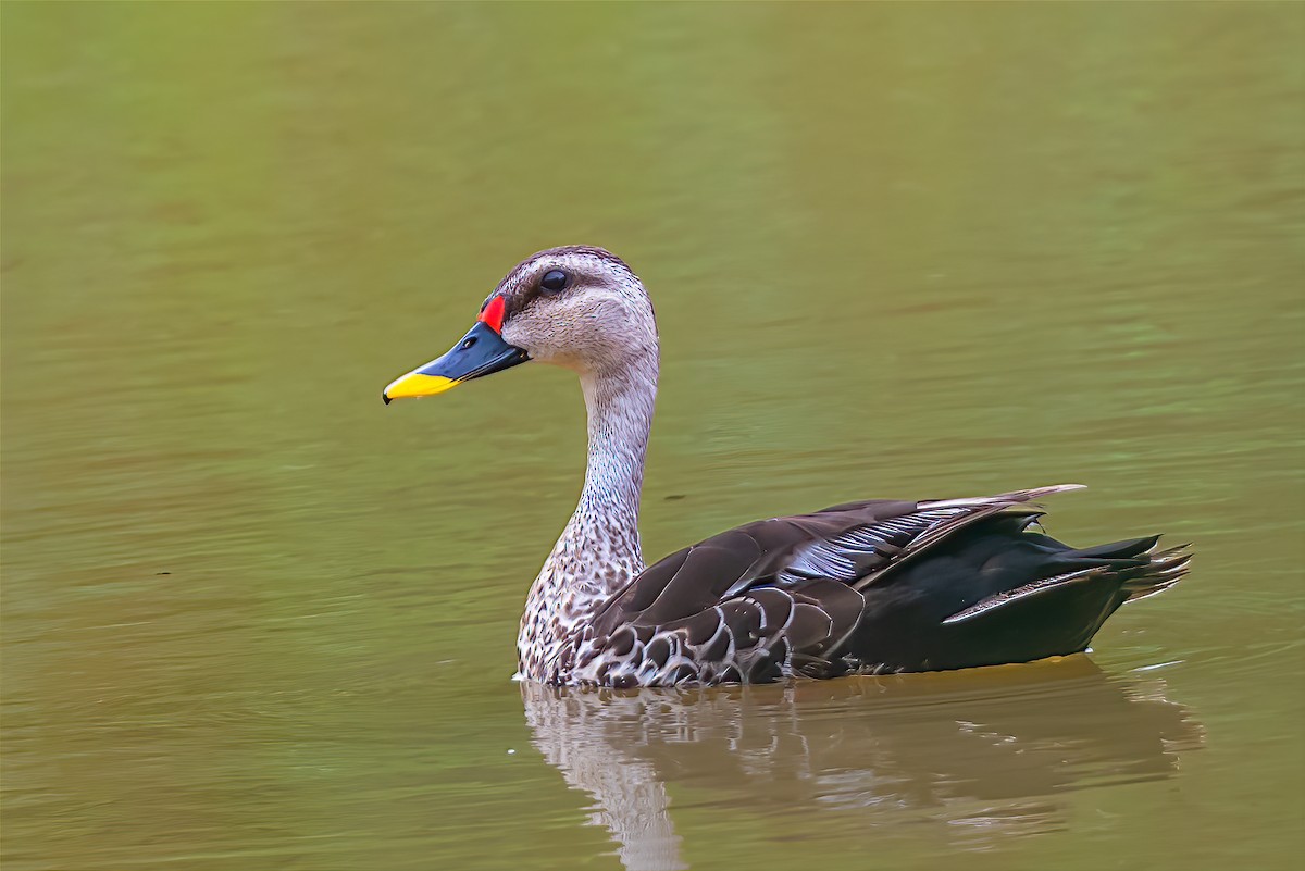 Indian Spot-billed Duck - ML493660331