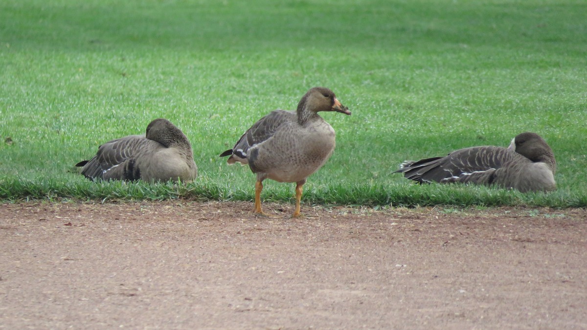 Greater White-fronted Goose - ML493667791