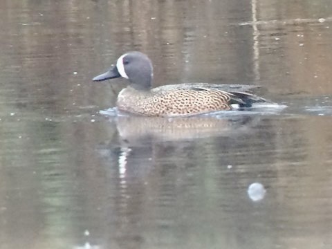Blue-winged Teal - ML493672221