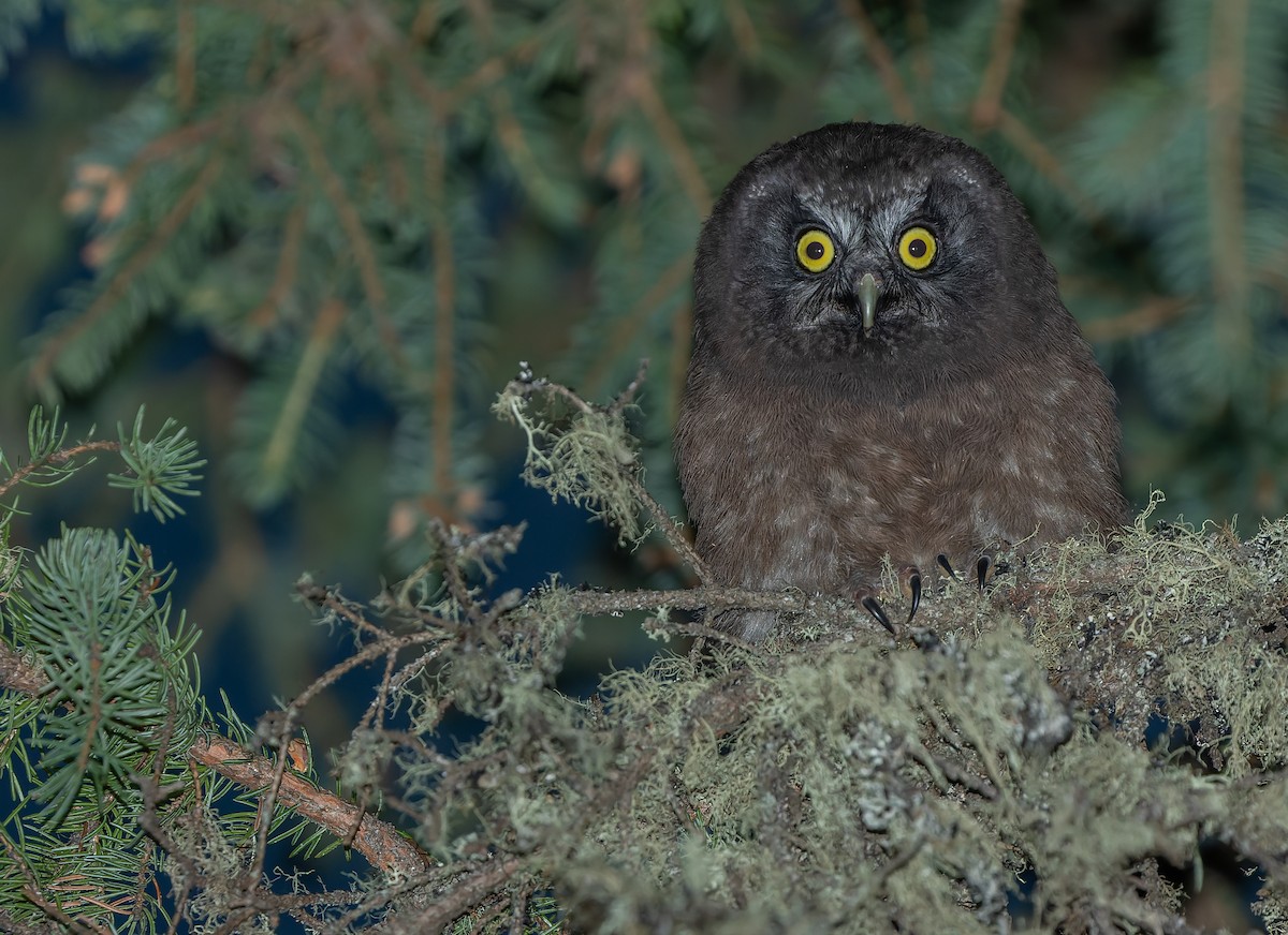 Boreal Owl - Joachim Bertrands