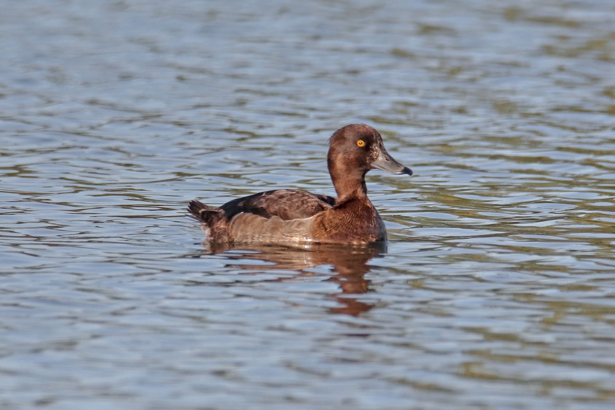 Tufted Duck - ML493675941