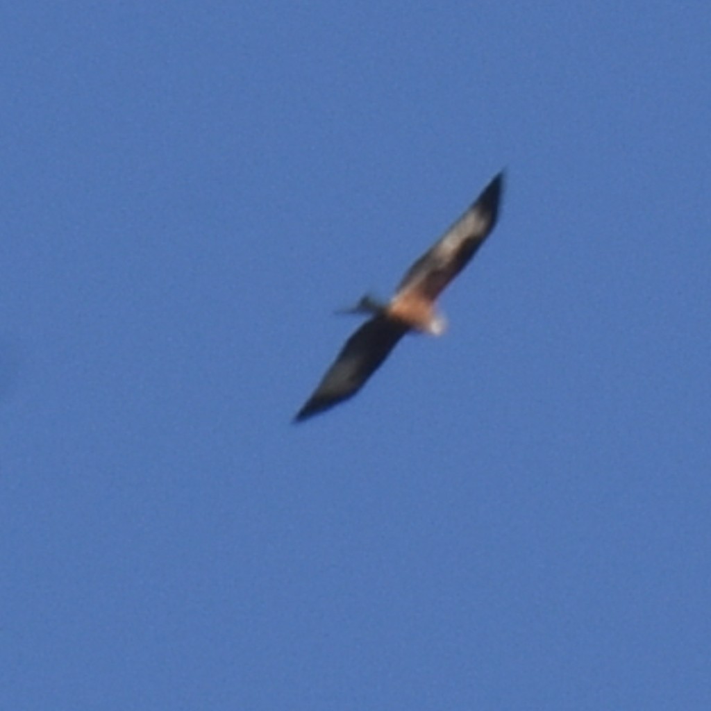 Red Kite - ML493691861