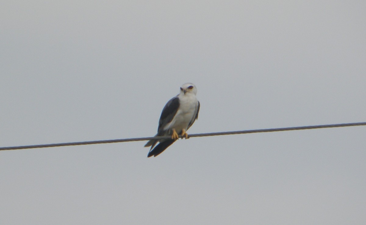 White-tailed Kite - ML49370571