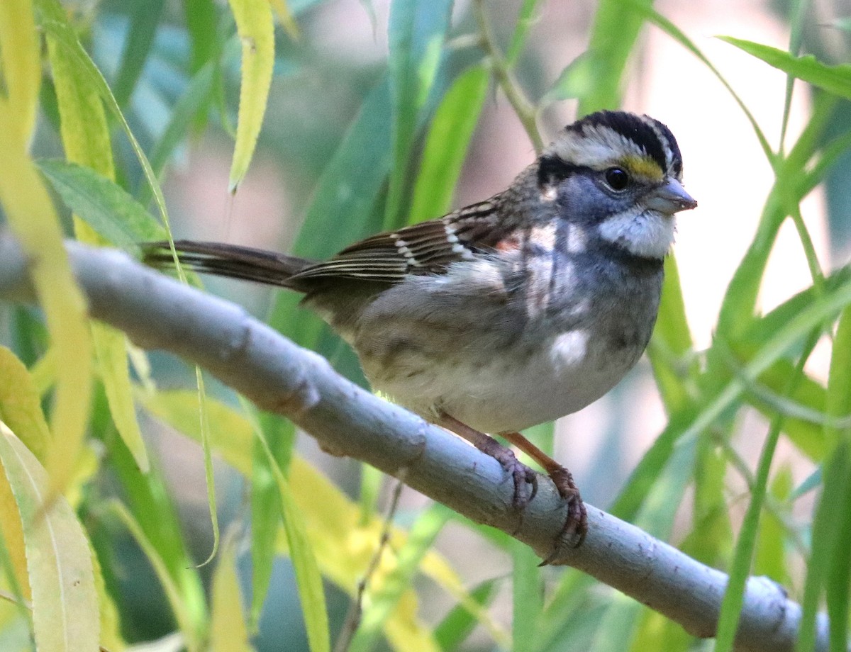 White-throated Sparrow - ML493705791