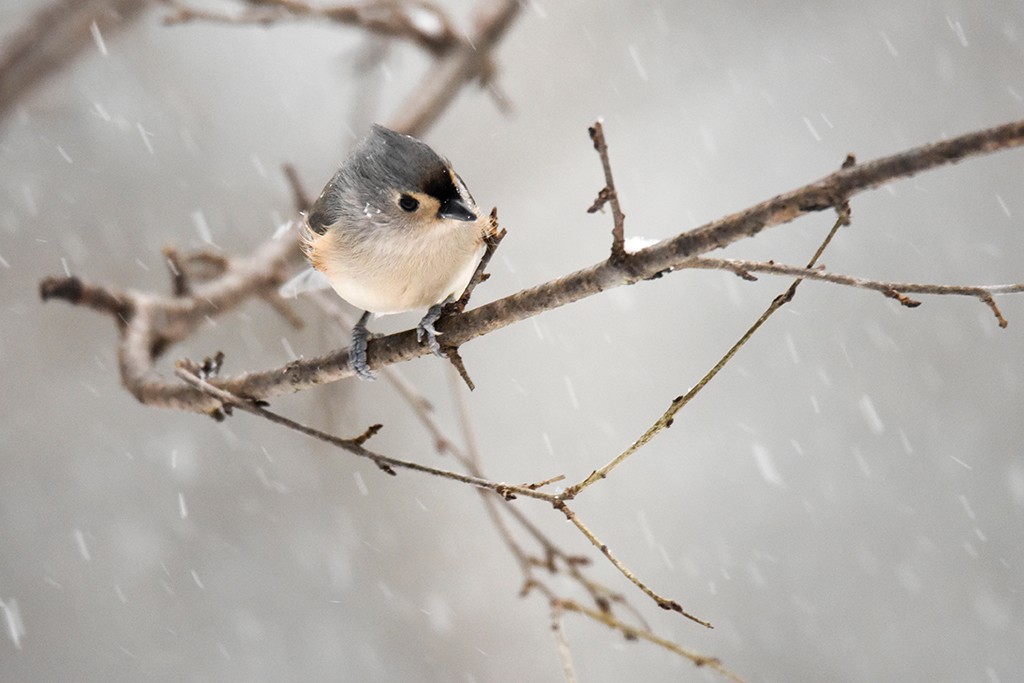 Tufted Titmouse - Betsy Bass