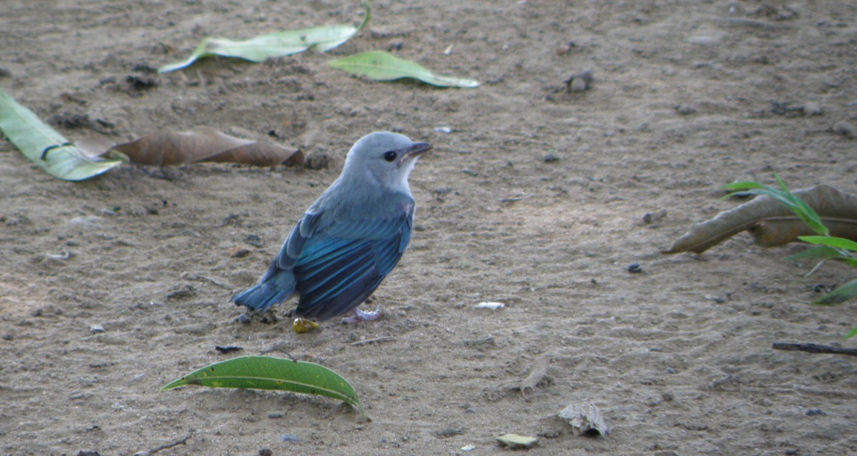 Blue-gray Tanager - ML49370691