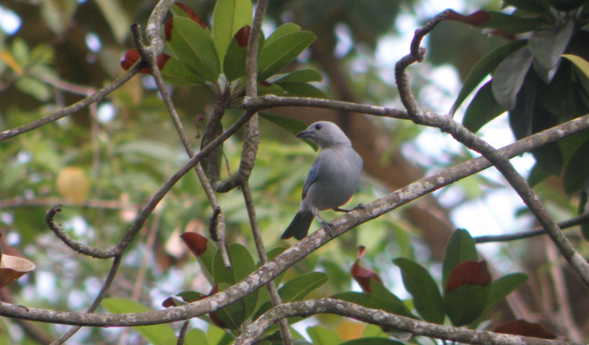 Blue-gray Tanager - ML49370741