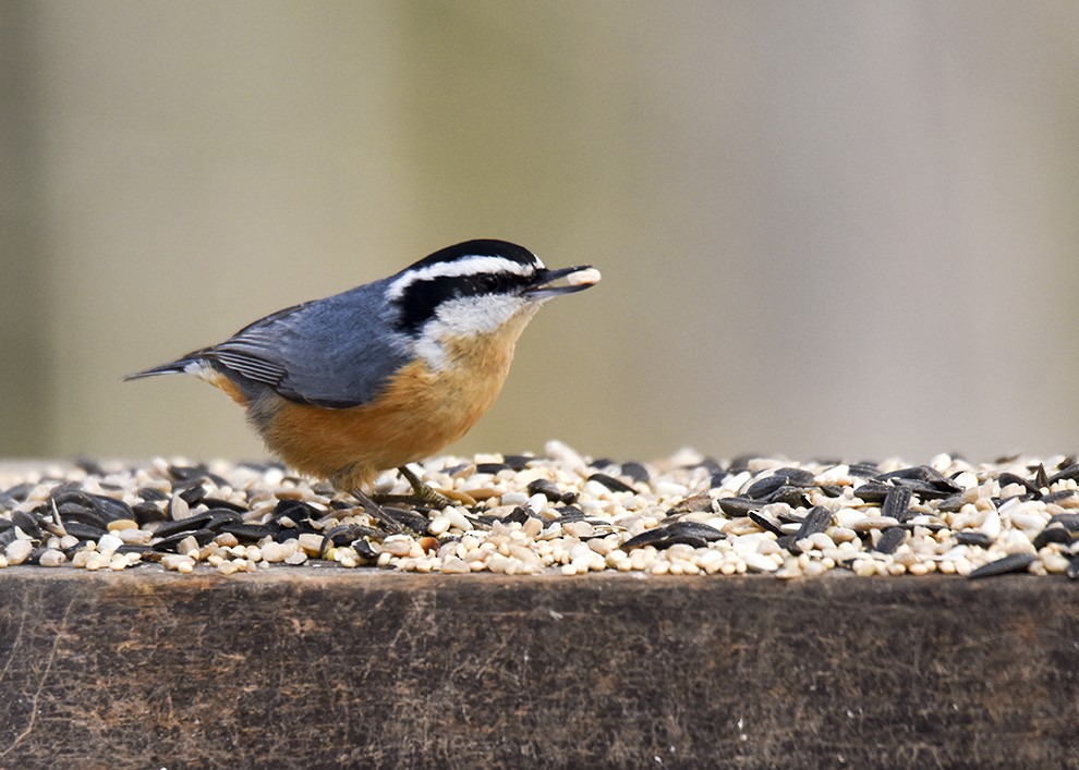 Red-breasted Nuthatch - ML49370771