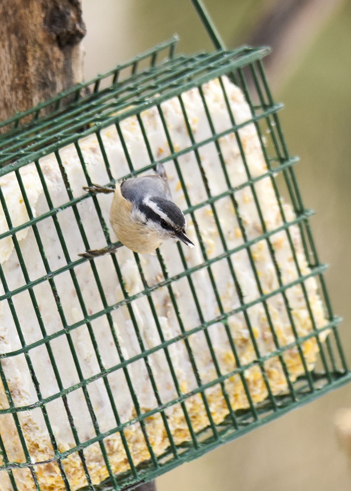 Red-breasted Nuthatch - ML49370781