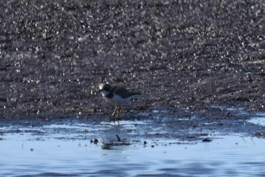 Semipalmated Plover - ML493712651