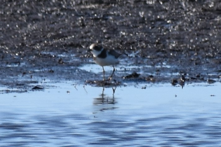 Semipalmated Plover - ML493712681