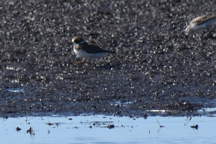 Semipalmated Plover - ML493712721