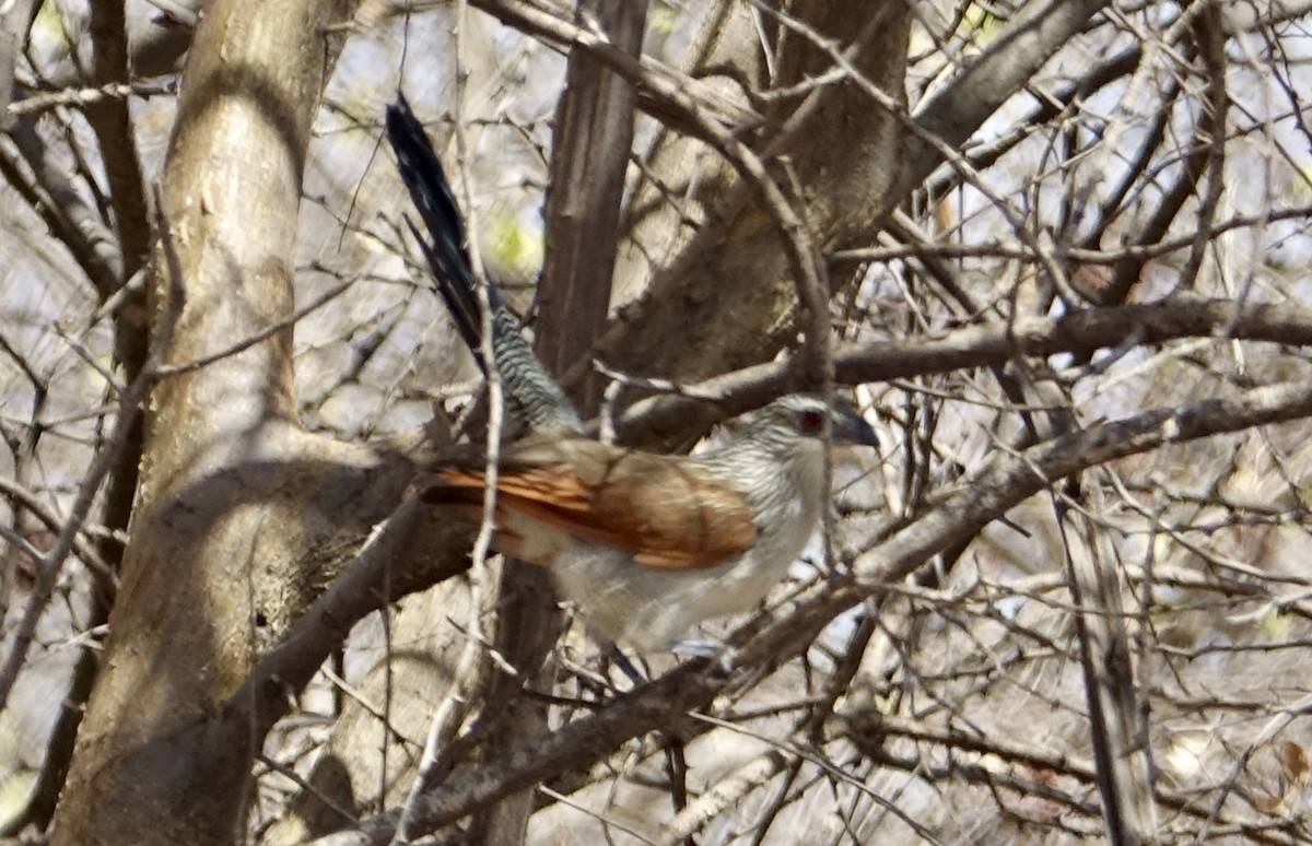 White-browed Coucal - ML493713621