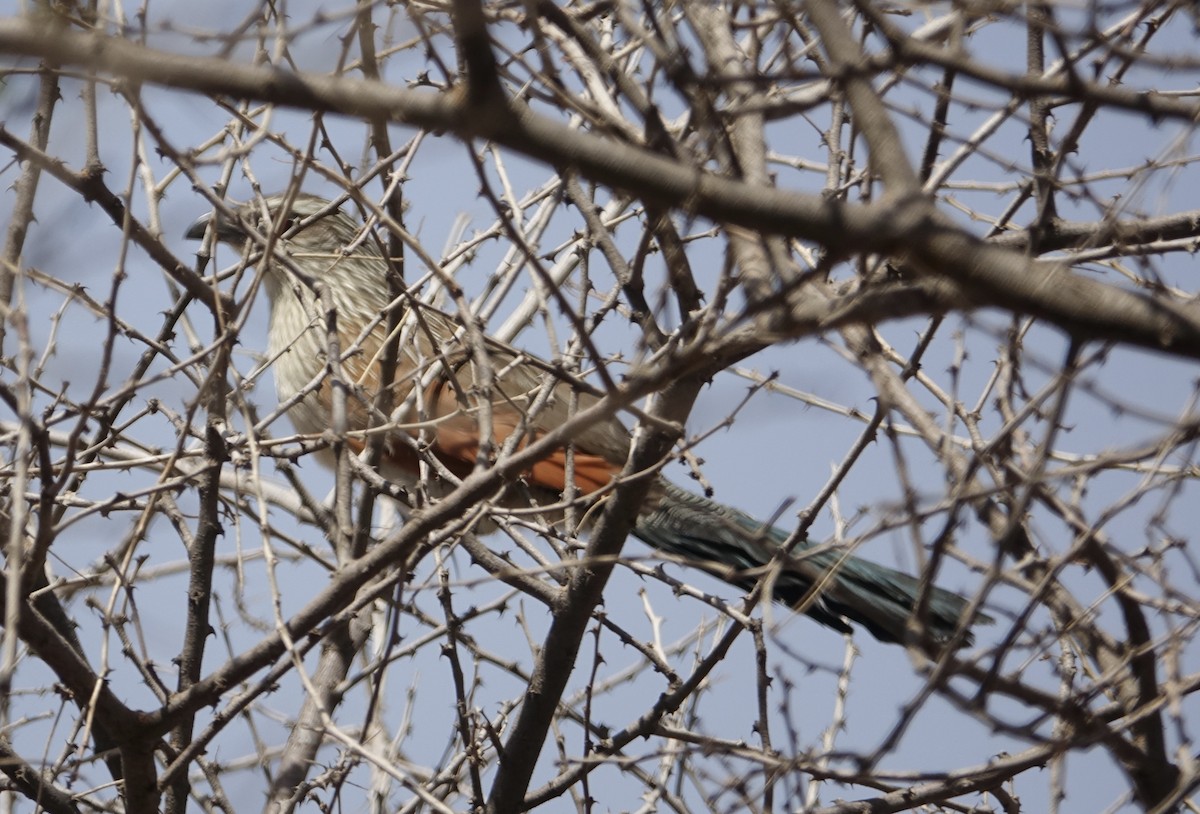 White-browed Coucal - ML493713631