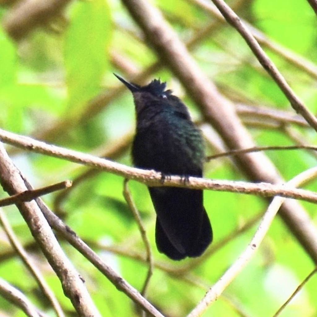 Antillean Crested Hummingbird - ML493717521