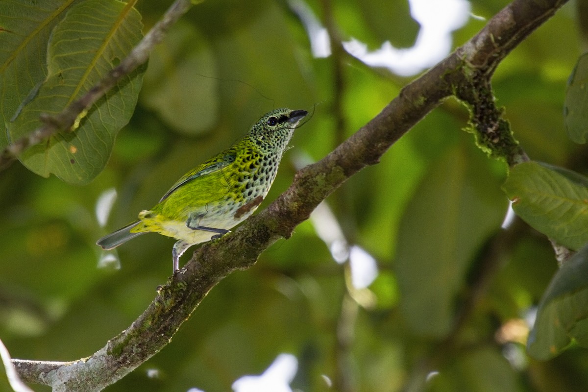 Spotted Tanager - ML493718431