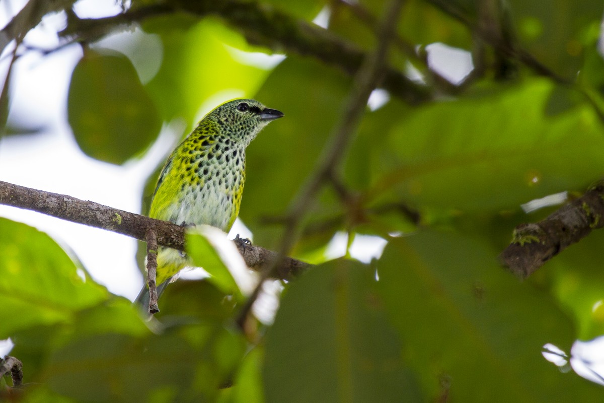 Spotted Tanager - ML493718441