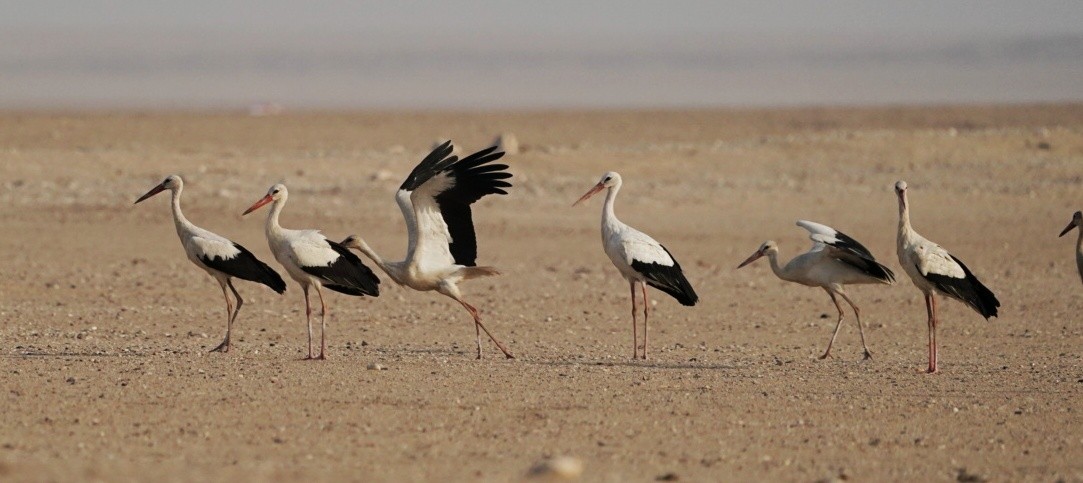 White Stork - Irvin Calicut