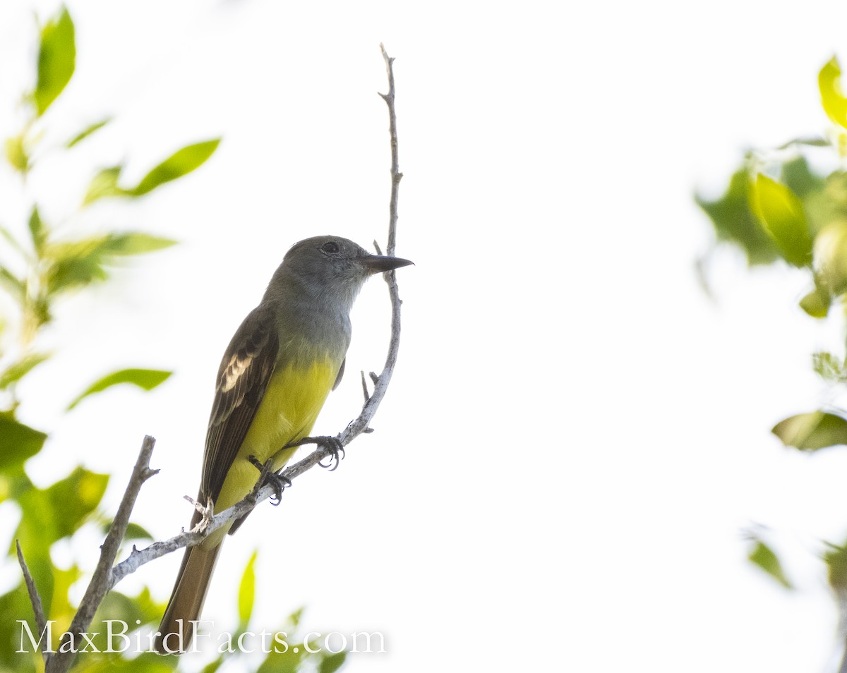 Great Crested Flycatcher - ML493721411